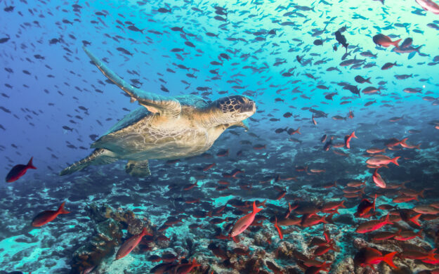 Sea Turtle