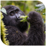 Bwindi