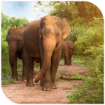 Sri Lanka